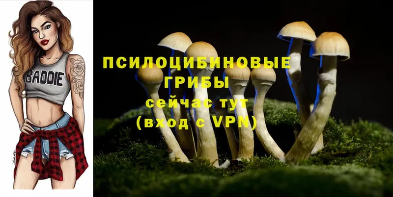 наркота  Астрахань  Псилоцибиновые грибы Cubensis 